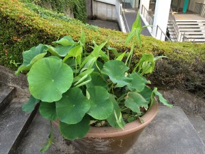 IMG_9258
