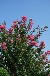 DSC06170