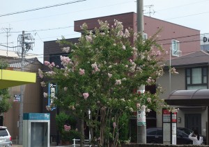 DSC06246