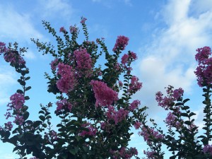 IMG_9776