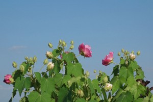 DSC06404
