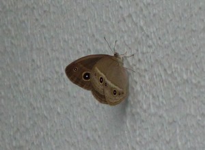 DSC06506
