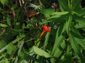 DSC06630