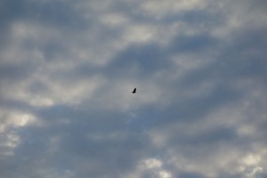 DSC06896