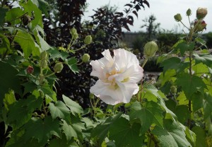 DSC07099