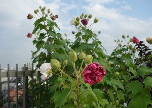 DSC07101