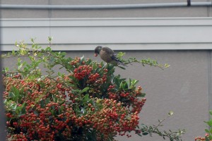 DSC07158
