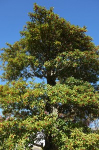 DSC07625