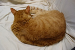 DSC07654