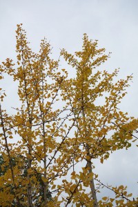 DSC07696