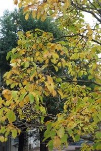 DSC07698