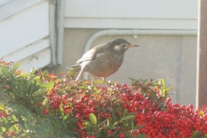DSC08490