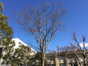 IMG_0351