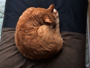 IMG_0375