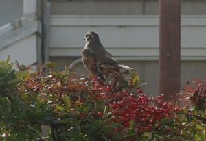 DSC08906