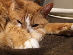 IMG_0544