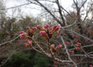 DSC00210