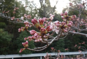 DSC00215