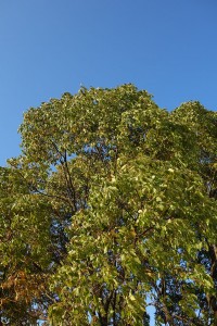 DSC00233