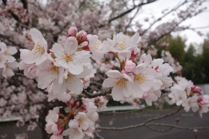 DSC00391