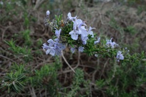 DSC00421