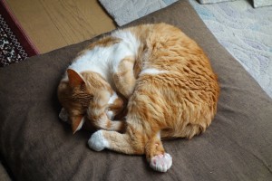 DSC00424