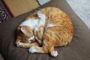 DSC00432