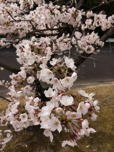 IMG_1140