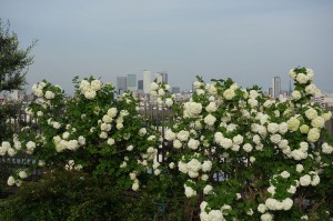 DSC01456