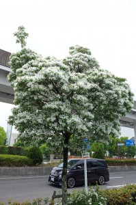 DSC01563