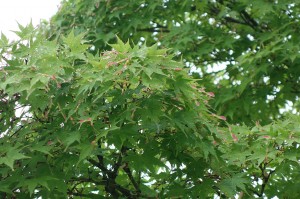 DSC01623