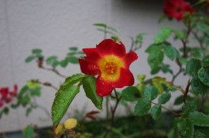 DSC01661