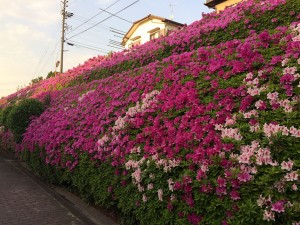 IMG_1303