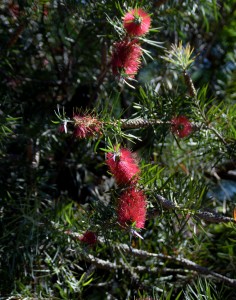 DSC_0537_00001