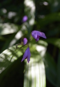 DSC_0545_00001