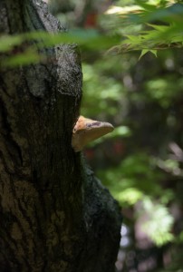 DSC_0558_00001