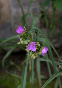 DSC_0567_00001
