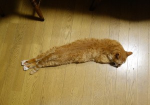 DSC03519