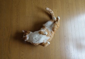 DSC03951