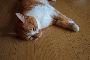 DSC03972