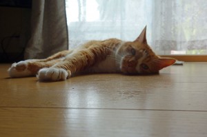 DSC03984