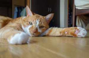 DSC04003