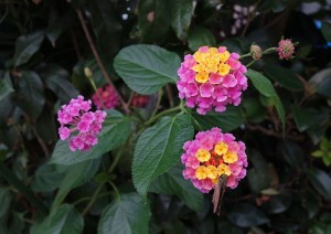 DSC04020