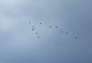 DSC04085