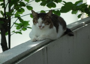 DSC04205