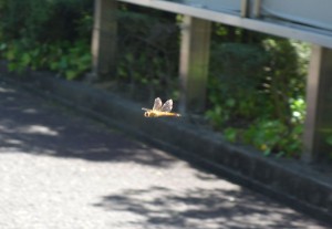 DSC04249