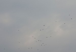 DSC04359