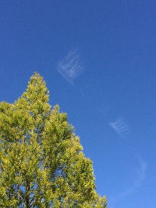 IMG_1716