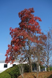 DSC05651