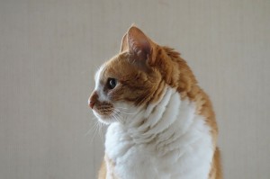 DSC07439
